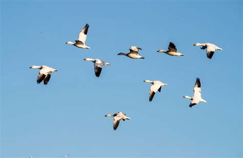 Want to see the snow geese when they arrive at Middle Creek? Here’s what you need to know ...