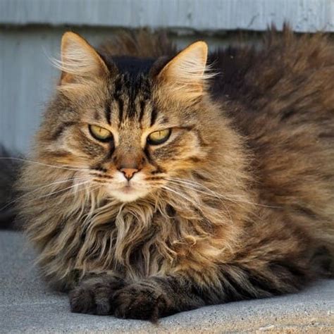 Domestic Long Hair Cat Breed - Facts - Traits - Health | Vets Choice | Vets Choice