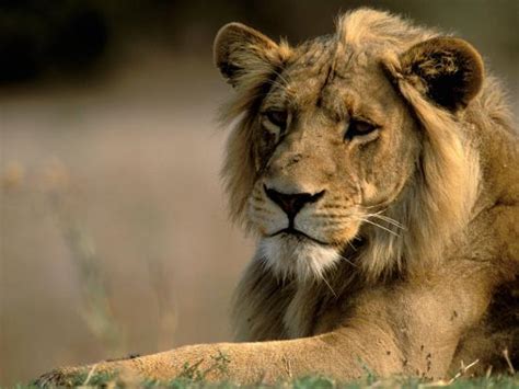 'Lioness, Rare Maned Female, Okavango Delta, Botswana' Photographic ...