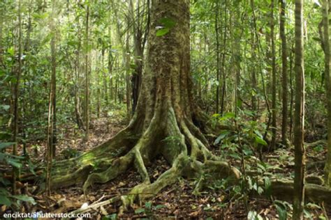 Rainforest Layers: Discover The Layers Of A Rainforest - Facts & Pictures