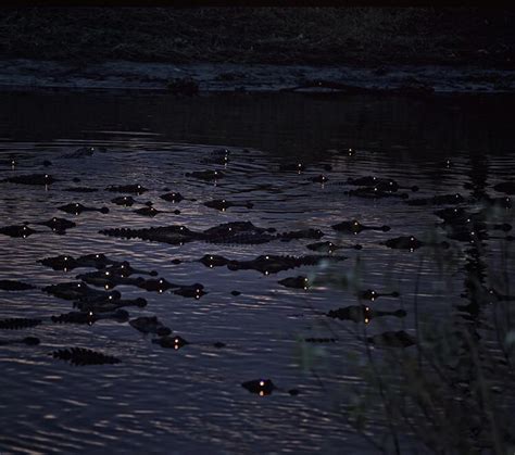 Alligator eyes glowing at night : r/thalassophobia