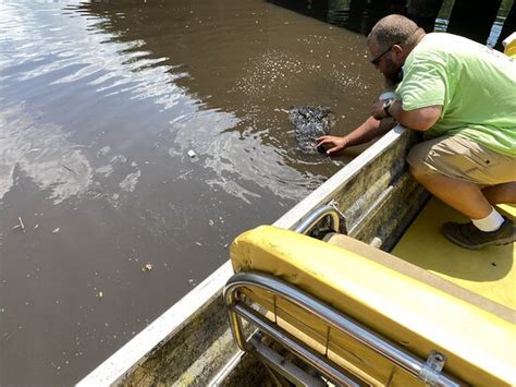 Gulf Coast Gator Ranch & Airboat Swamp Tours (Moss Point) - All You ...