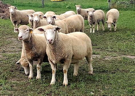 Introduction to Sheep Breeds - Cornell Small Farms