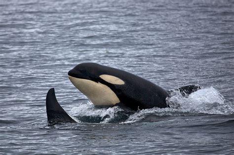 Wildlife Fact Sheets: Orca - Ocean Conservancy