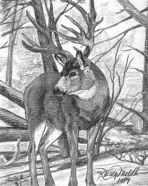 199 best DEER SKETCHES images on Pinterest | Deer sketch, Animal drawings and Animal design