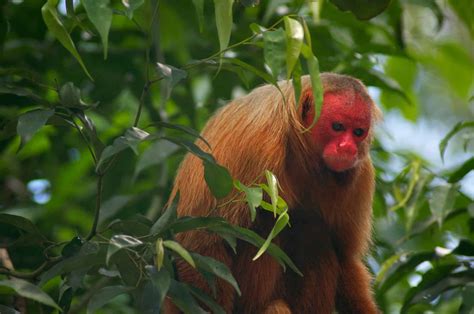 Uakari - A-Z Animals