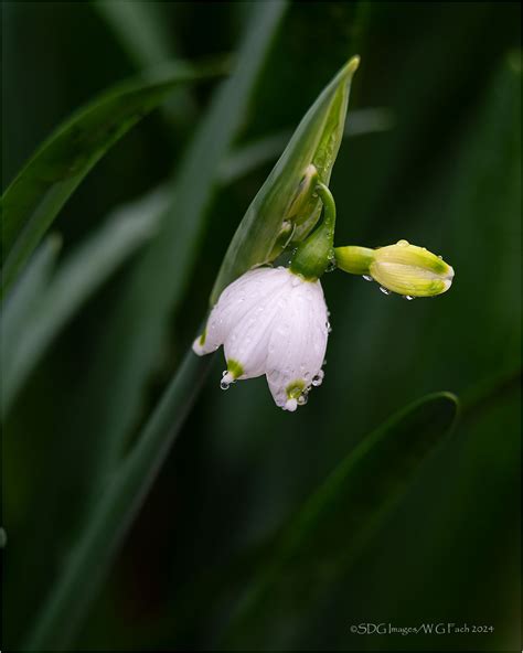 First Fruits - Flora Critiques - Nature Photographers Network