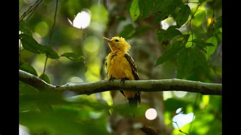 Yasuni Wilderness: Birds - YouTube