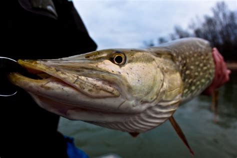 Always Interesting on the Manistee River - Northern Michigan | Guide ...