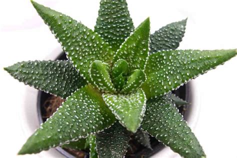 10 Most Common Haworthia Types