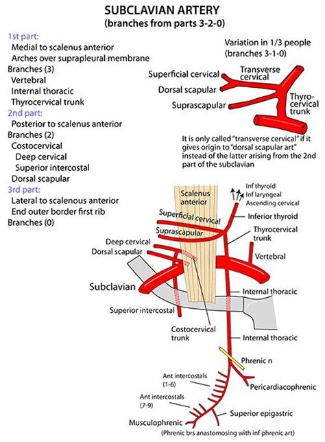 Subclavian Artery ... (*) VIT C & D ... #scalenus anterior | Subclavian artery, Arteries anatomy ...