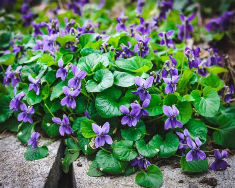 Are African Violets Safe For Dogs