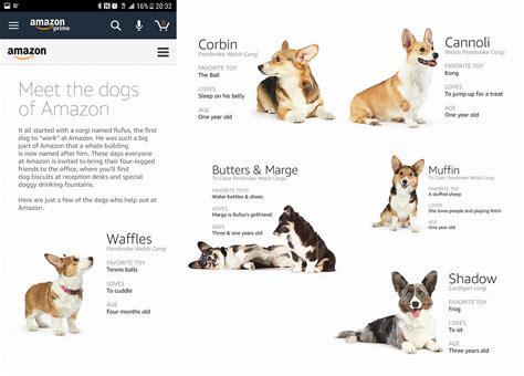 Dogs of Amazon | Corgi names, Corgi pembroke, Corgi