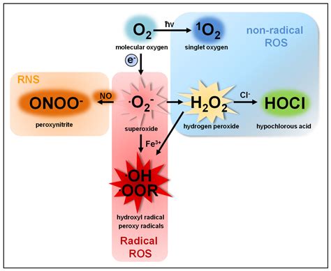 Antioxidants | Free Full-Text | Functions of ROS in Macrophages and ...