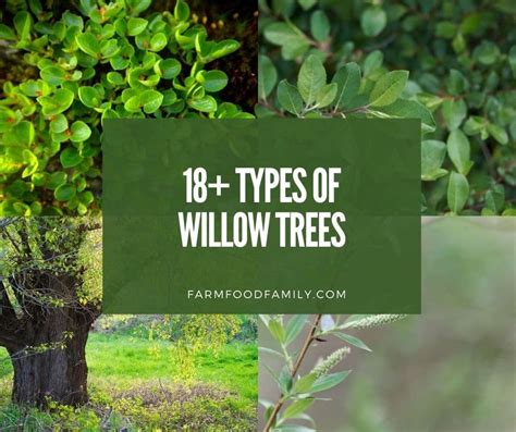 18+ Types Of Willow Trees (Dwarf, Sweeping, Shrubs) - Facts, Symbolism