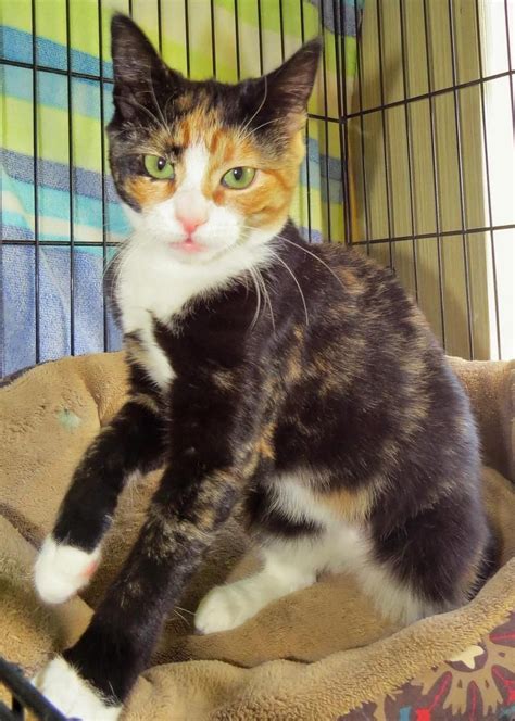 calico cat adoption near me - Tanesha Chau