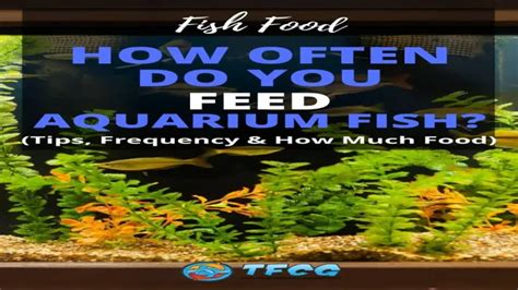 How Often to Feed Marine Aquarium: A Beginner's Guide to Feeding Schedule