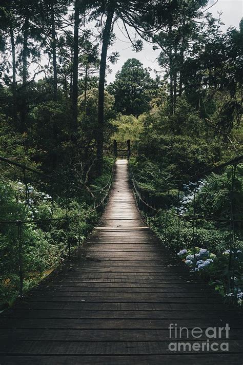 Hanging bridge in the evergreen tropical forest surrounded by green forest trees. Photograph by ...