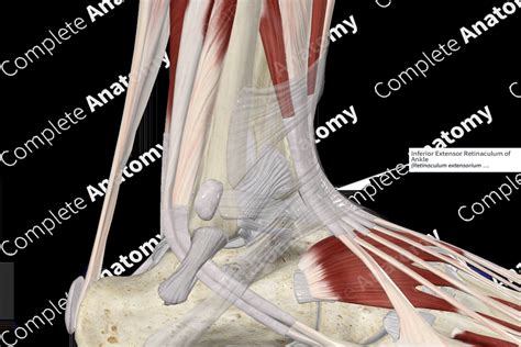 Inferior Extensor Retinaculum of Ankle | Complete Anatomy