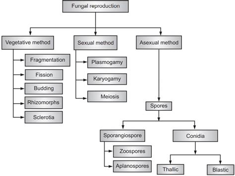 Fungi (Importance, Classification and More) - Solution Pharmacy