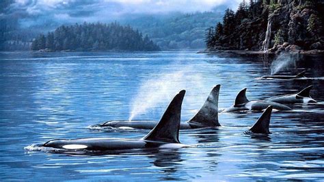 اجمل صور حوت مميزة , خلفيات مميزةدلفين لاوركا , 2024 Orca Wallpapers ...