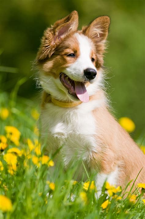 Everything You Need to Know about Border Collie Colors and Markings