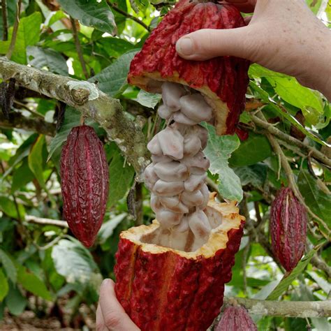 Fresh Cocoa Seeds for planting row coco Theobroma Cocoa bean | Etsy