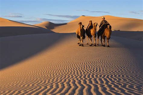 Interesting Facts About Mongolian Camels