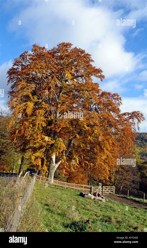 Beautiful Perthshire tree in stunning golden autumn colours Stock Photo ...