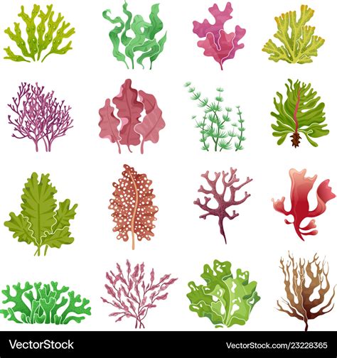 Seaweed set sea plants ocean algae and aquarium Vector Image