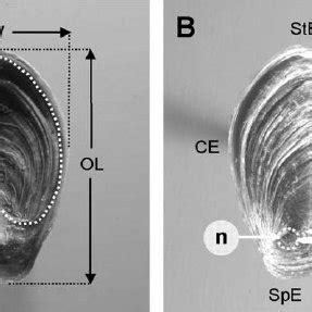 (PDF) Appraisal of the usefulness of operculum growth marks for ageing Hexaplex trunculus ...