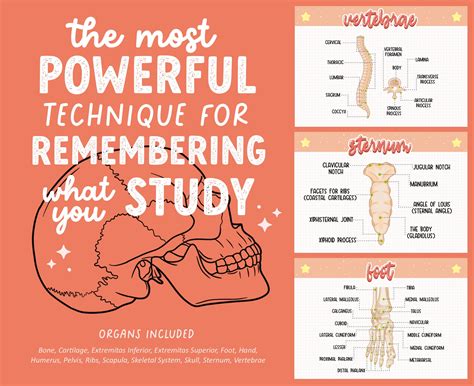 Skeletal System Anatomy Flashcards, Printable PDF - Etsy