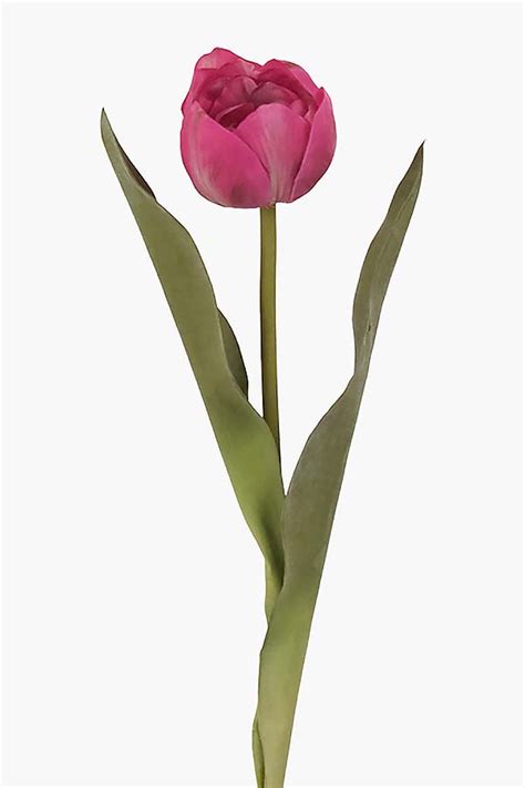 Tulip Stem Deep Pink - Flowers