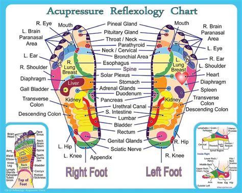 Reflexology and Acupressure Chart for the Feet Print 8x10 | Etsy | Reflexology chart ...