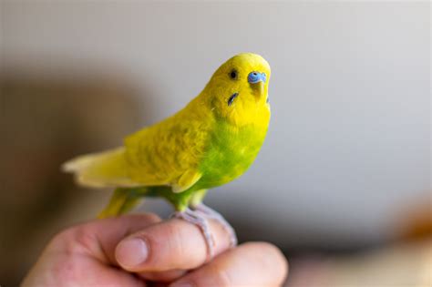 8 Parakeet ideas in 2022 | parakeet, parakeet care, budgies