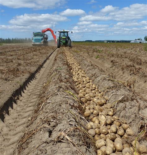 Ten tips for a tip-top potato harvest - Fruit & Vegetable MagazineFruit & Vegetable Magazine