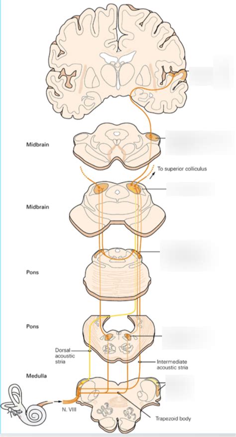 Auditory Pathway Diagram | Quizlet