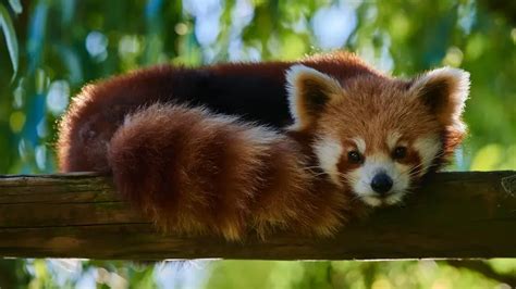 Red Panda Names (795 Best, Funny, Cute, & Famous Ideas)