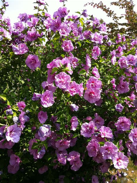 Hibiscus | Hibiscus, Garden, Plants