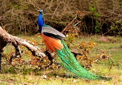 Colorful Peacocks HD Wallpapers Free Download | Wildlife wallpaper ...