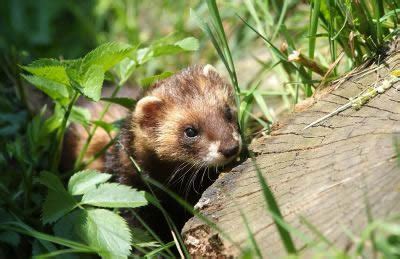 Polecat Weasel - Facts, Diet & Habitat Information