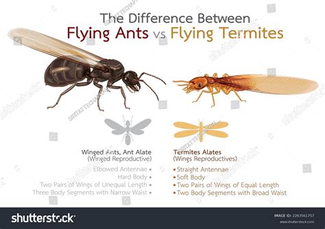 881 Underground Ant Images, Stock Photos & Vectors | Shutterstock