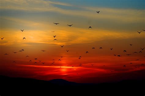 Birds Flying Towards Sunset 4k 5k Wallpaper,HD Nature Wallpapers,4k Wallpapers,Images ...