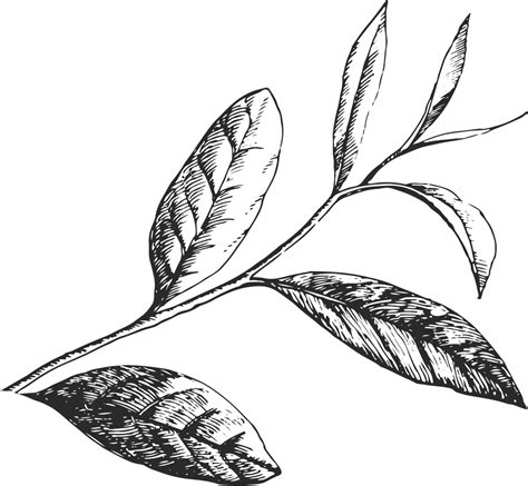 Tea Leaves Drawing | Free download on ClipArtMag