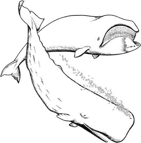 Creative Image of Great White Shark Coloring Pages - davemelillo.com | Whale coloring pages ...