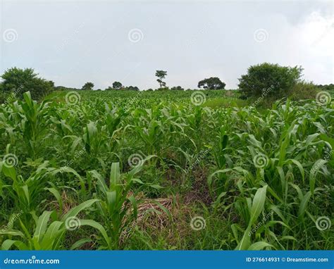 Maize Plantation in Uganda East Africa Stock Image - Image of uganda ...