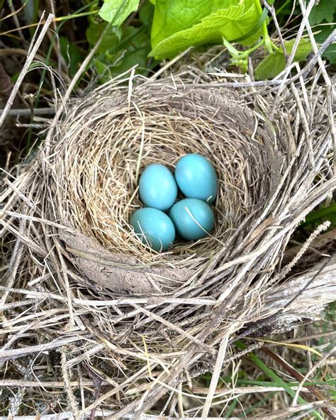 Robin Eggs: All You Need to Know (With Pictures)