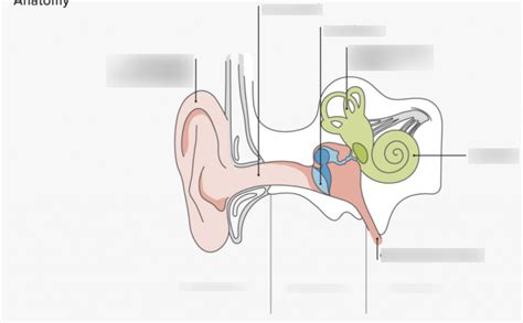 Ear Canal Diagram Diagram | Quizlet