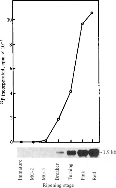 Figure 4 from Molecular cloning of tomato fruit polygalacturonase: Analysis of polygalacturonase ...