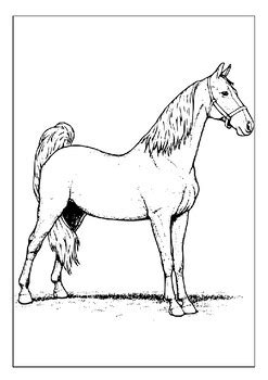 Get Creative with Our Printable Horse Breeds Coloring Pages Collection ...